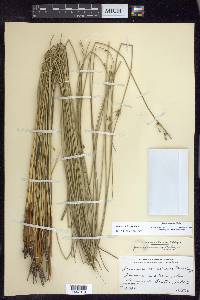 Juncus coriaceus image