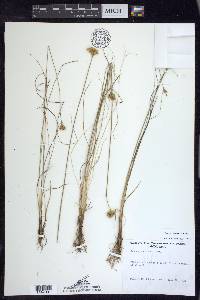 Juncus confusus image