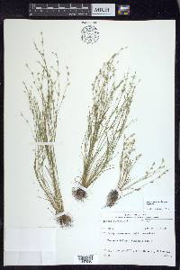 Juncus bufonius var. bufonius image