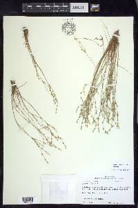 Juncus bufonius var. bufonius image