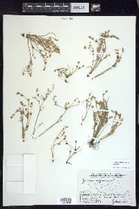 Juncus bufonius var. bufonius image
