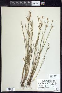 Juncus brevicaudatus image