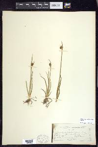 Juncus castaneus subsp. castaneus image