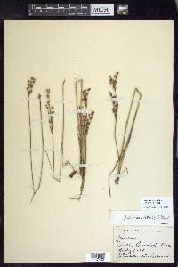 Juncus brevicaudatus image