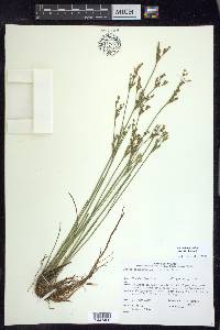 Juncus brevicaudatus image