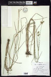 Juncus brachycarpus image