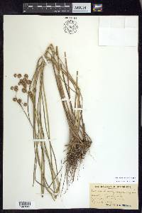 Juncus brachycarpus image