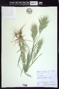 Bromus rubens image