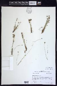 Juncus capitatus image