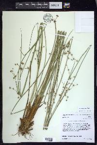 Juncus coriaceus image