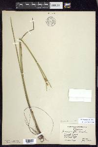 Juncus caesariensis image