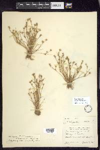 Juncus bufonius var. congestus image