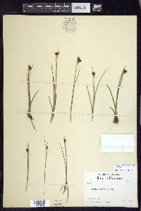 Juncus castaneus subsp. castaneus image