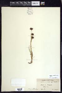 Juncus castaneus subsp. castaneus image