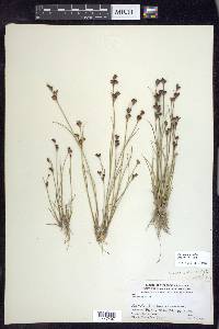 Juncus brevicaudatus image