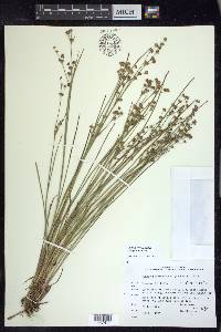 Juncus brevicaudatus image