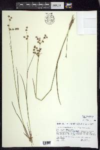 Juncus brachycephalus image