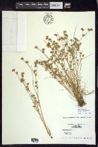 Juncus bufonius var. congestus image