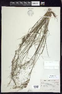 Juncus debilis image