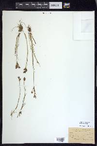 Juncus brevicaudatus image