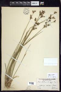 Juncus brevicaudatus image