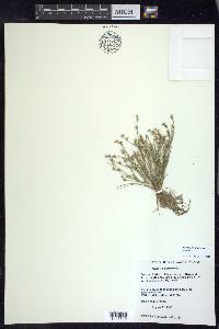 Juncus bufonius var. bufonius image