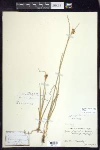 Juncus castaneus subsp. castaneus image