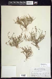 Juncus bufonius var. congestus image