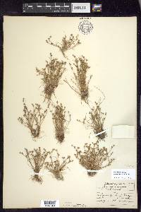 Juncus bufonius var. congestus image