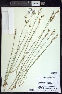 Juncus brevicaudatus image