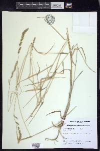 Muhlenbergia glomerata image