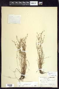 Juncus bufonius var. bufonius image