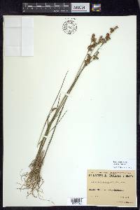 Juncus brevicaudatus image