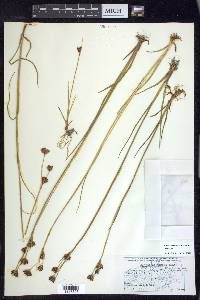 Juncus castaneus subsp. castaneus image