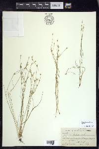 Juncus bufonius var. bufonius image