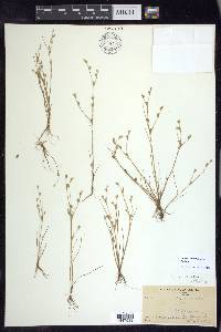 Juncus bufonius var. bufonius image