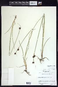 Juncus castaneus subsp. castaneus image