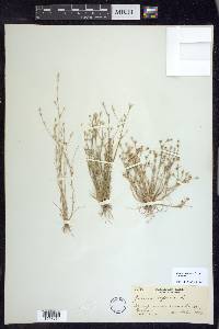 Juncus bufonius var. bufonius image