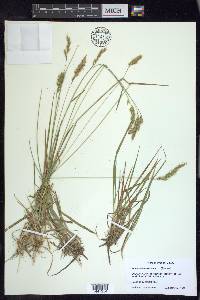 Anthoxanthum odoratum image