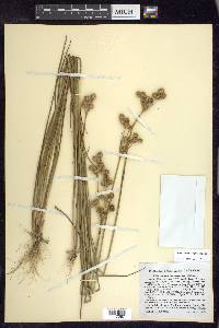 Juncus brachycarpus image