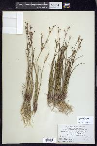 Juncus brevicaudatus image