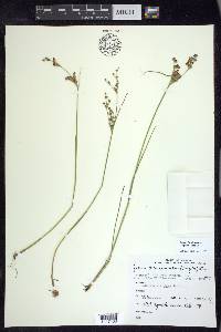 Juncus brevicaudatus image