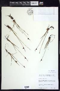 Juncus castaneus image