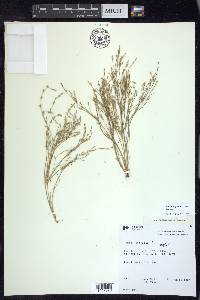 Juncus bufonius var. bufonius image