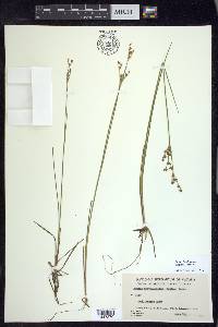 Juncus brevicaudatus image