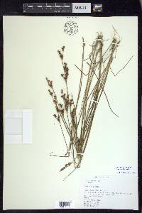 Juncus brevicaudatus image