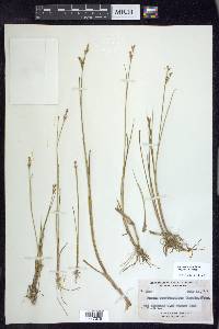 Juncus brevicaudatus image