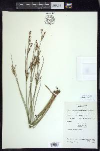 Juncus brevicaudatus image