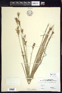 Juncus brevicaudatus image