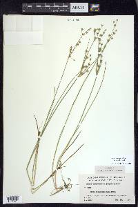 Juncus brevicaudatus image